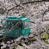 7 điểm ngắm hoa anh đào đẹp, lạ ở Nhật